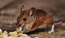 24 Hour & Emergency Exterminators in Warwick, RI